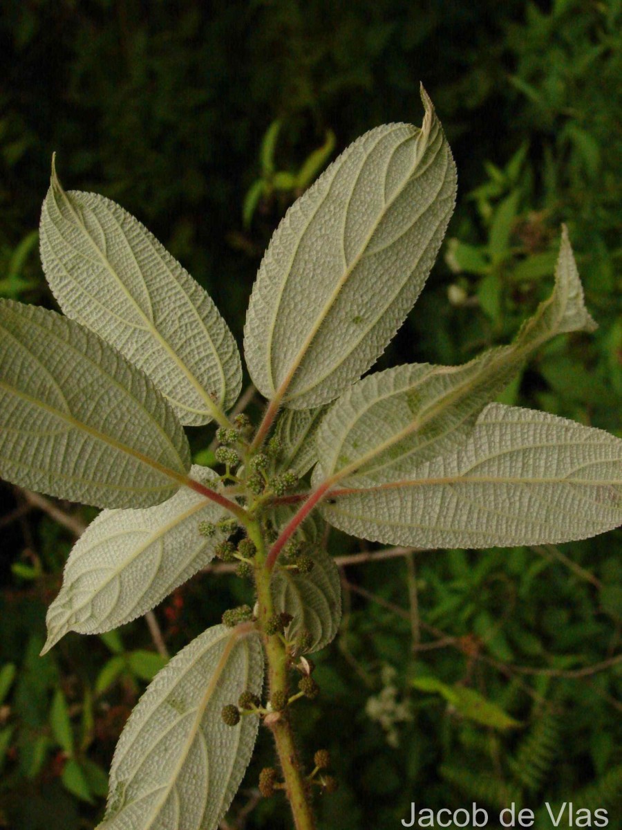 Debregeasia longifolia (Burm.f.) Wedd.
